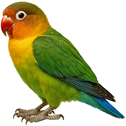 Fischer’s Lovebird